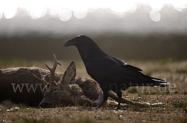 Kolkrabe (Corvus corax)