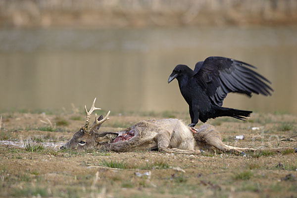 Kolkrabe (Corvus corax)