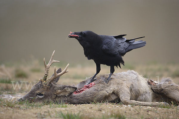 Kolkrabe (Corvus corax)