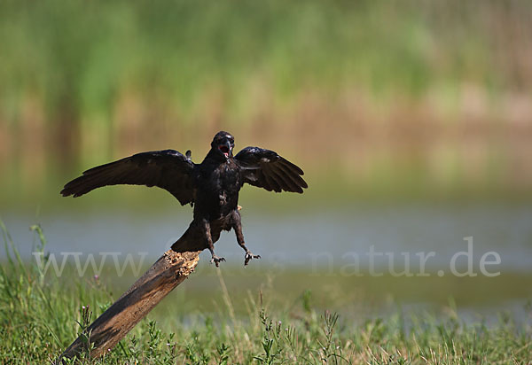 Kolkrabe (Corvus corax)