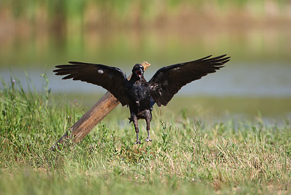 Kolkrabe (Corvus corax)