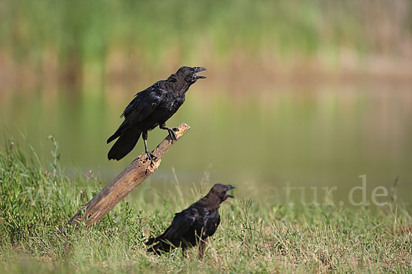 Kolkrabe (Corvus corax)