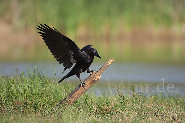 Kolkrabe (Corvus corax)