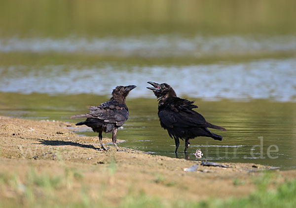 Kolkrabe (Corvus corax)