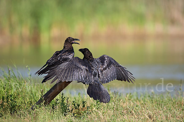 Kolkrabe (Corvus corax)