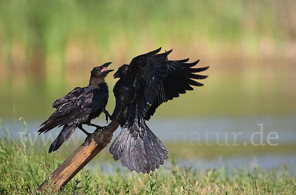 Kolkrabe (Corvus corax)