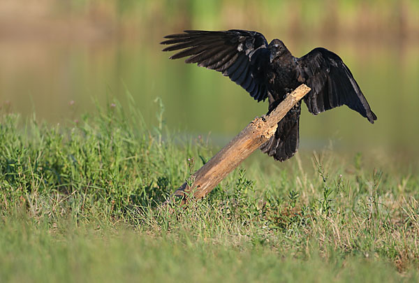 Kolkrabe (Corvus corax)