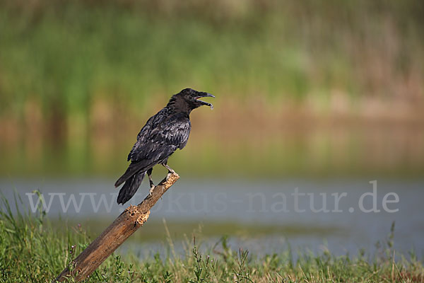 Kolkrabe (Corvus corax)