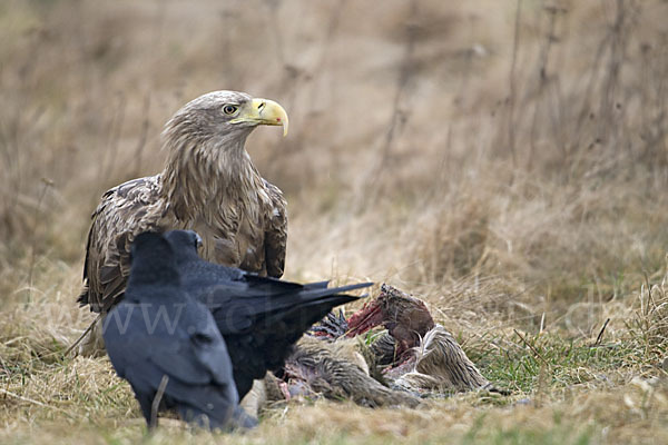 Kolkrabe (Corvus corax)