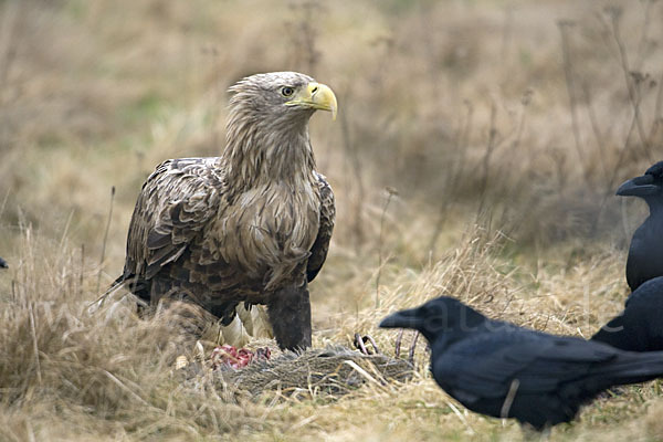 Kolkrabe (Corvus corax)