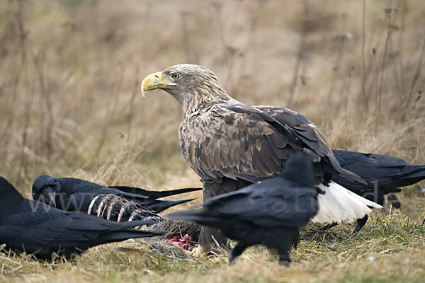 Kolkrabe (Corvus corax)