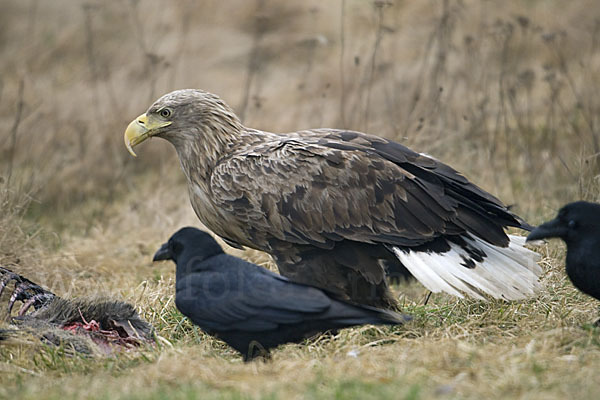 Kolkrabe (Corvus corax)