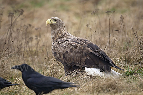 Kolkrabe (Corvus corax)