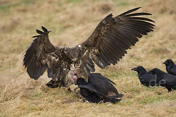 Kolkrabe (Corvus corax)