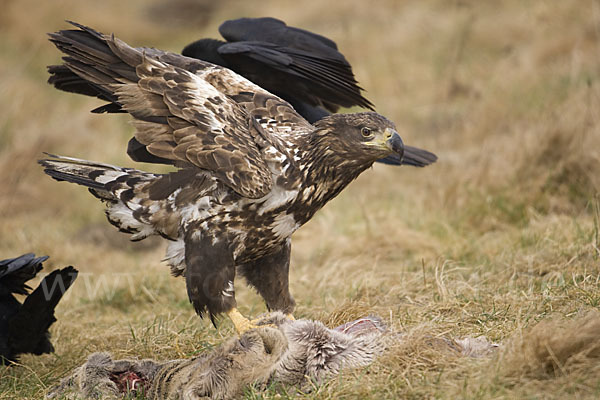 Kolkrabe (Corvus corax)