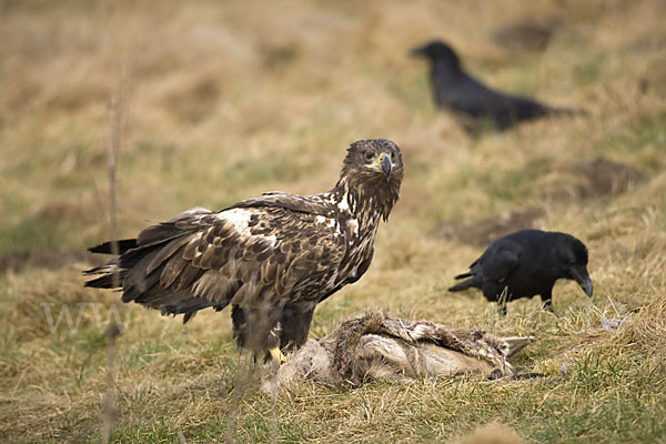 Kolkrabe (Corvus corax)