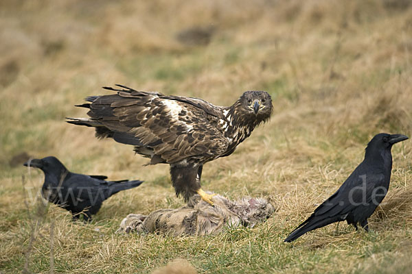 Kolkrabe (Corvus corax)