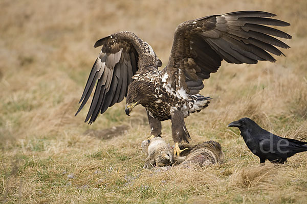 Kolkrabe (Corvus corax)