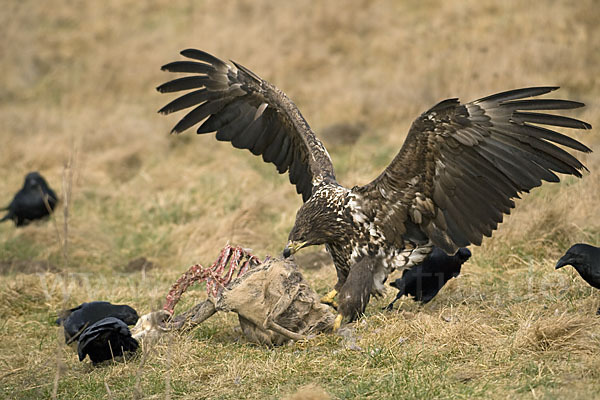 Kolkrabe (Corvus corax)