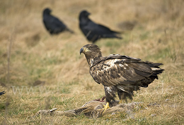 Kolkrabe (Corvus corax)