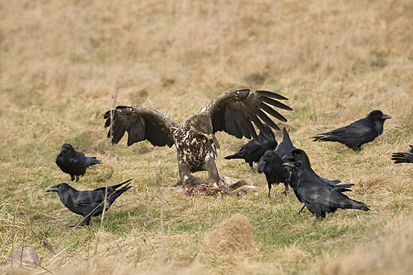 Kolkrabe (Corvus corax)