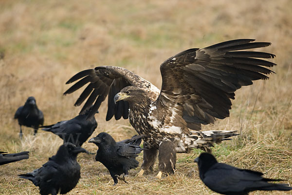 Kolkrabe (Corvus corax)