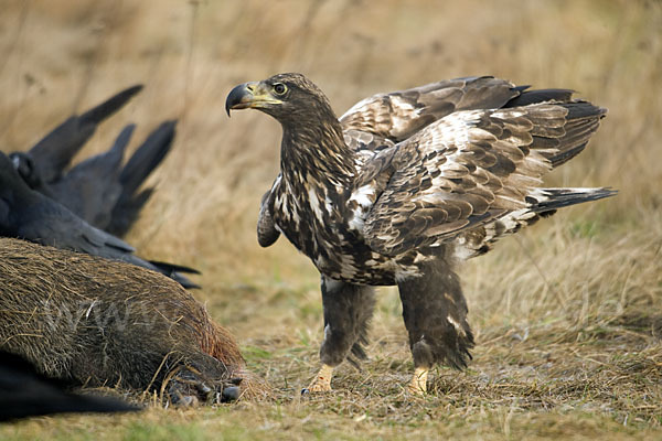 Kolkrabe (Corvus corax)