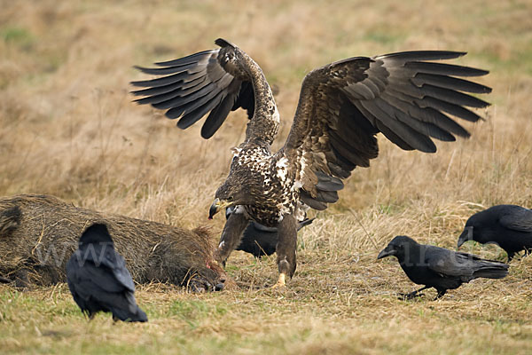 Kolkrabe (Corvus corax)