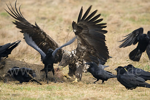 Kolkrabe (Corvus corax)