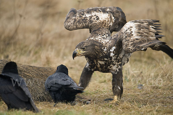 Kolkrabe (Corvus corax)