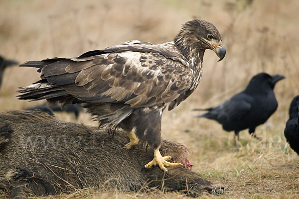 Kolkrabe (Corvus corax)