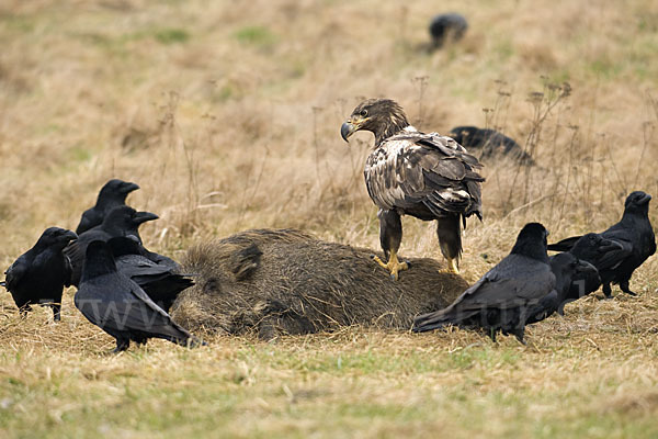 Kolkrabe (Corvus corax)