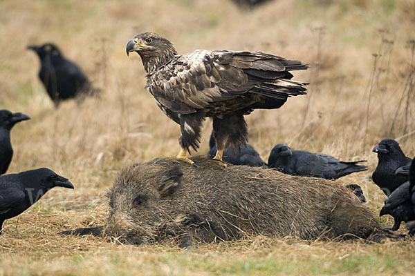 Kolkrabe (Corvus corax)