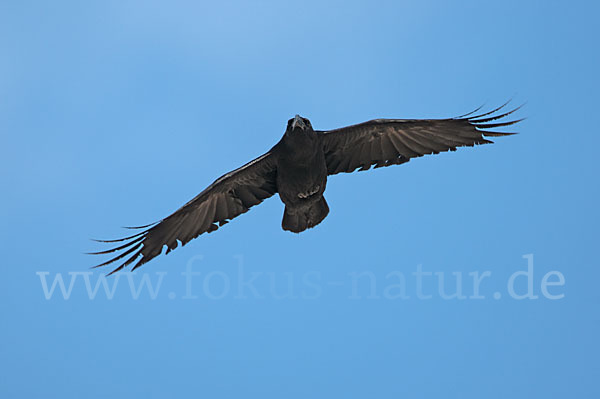 Kolkrabe (Corvus corax)