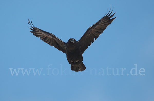 Kolkrabe (Corvus corax)