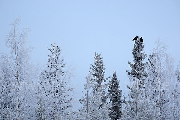 Kolkrabe (Corvus corax)