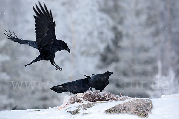 Kolkrabe (Corvus corax)