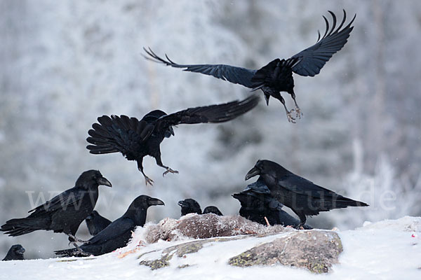 Kolkrabe (Corvus corax)