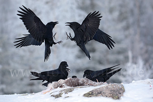 Kolkrabe (Corvus corax)