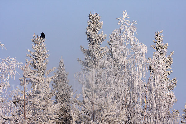 Kolkrabe (Corvus corax)