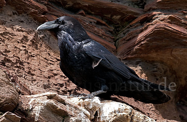 Kolkrabe (Corvus corax)