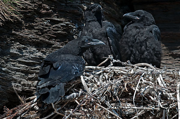 Kolkrabe (Corvus corax)