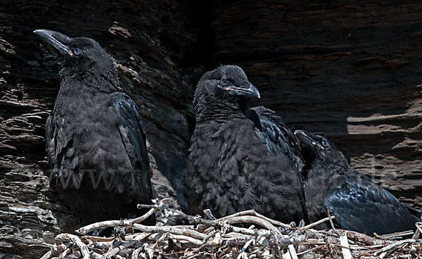 Kolkrabe (Corvus corax)