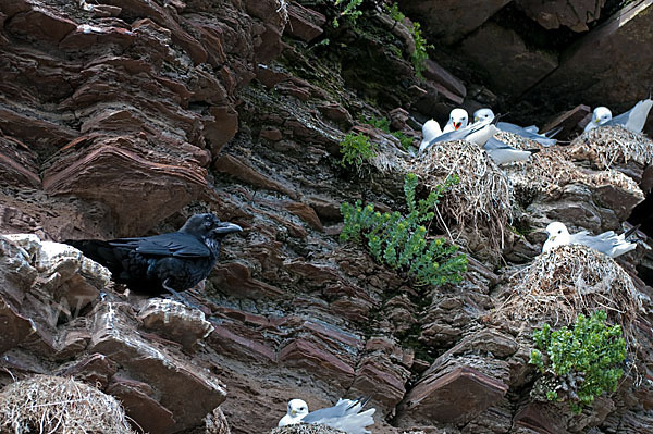 Kolkrabe (Corvus corax)