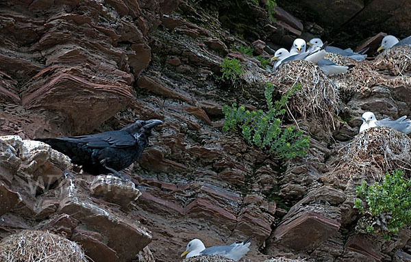 Kolkrabe (Corvus corax)