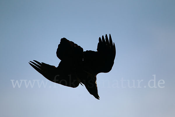 Kolkrabe (Corvus corax)