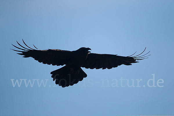 Kolkrabe (Corvus corax)