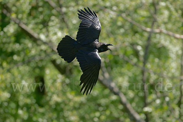 Kolkrabe (Corvus corax)