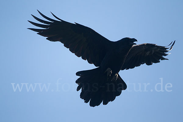 Kolkrabe (Corvus corax)