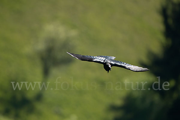 Kolkrabe (Corvus corax)